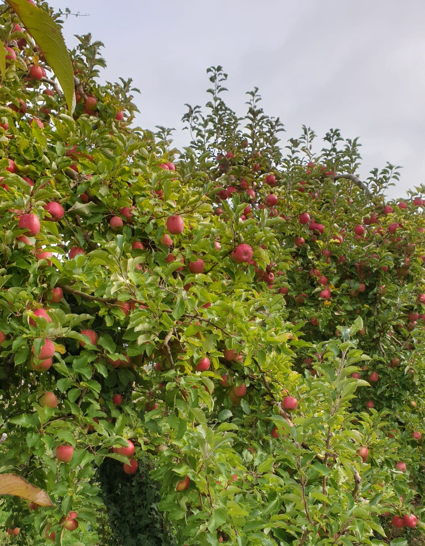 Produits Pique-Cailloux