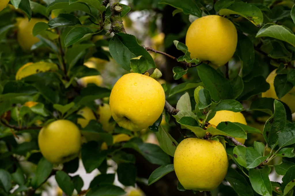 Fruits frais