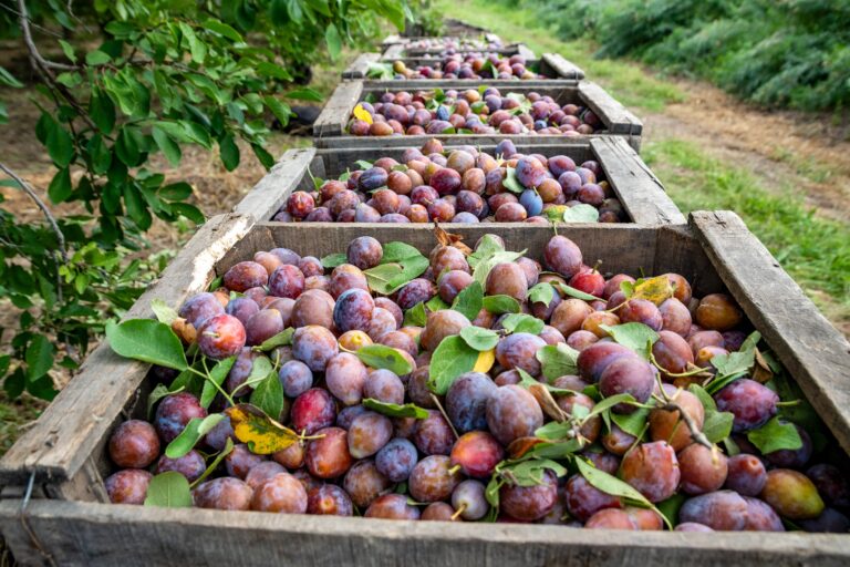Caisses de prunes d Ente