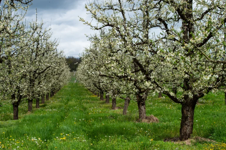 Verger de pruniers en fleurs