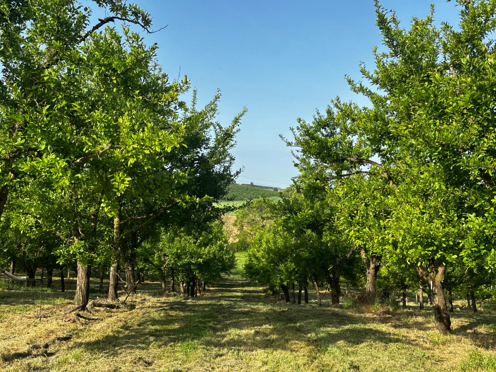Allée du verger ouvrant sur les coteaux du Lot-et-Garonne