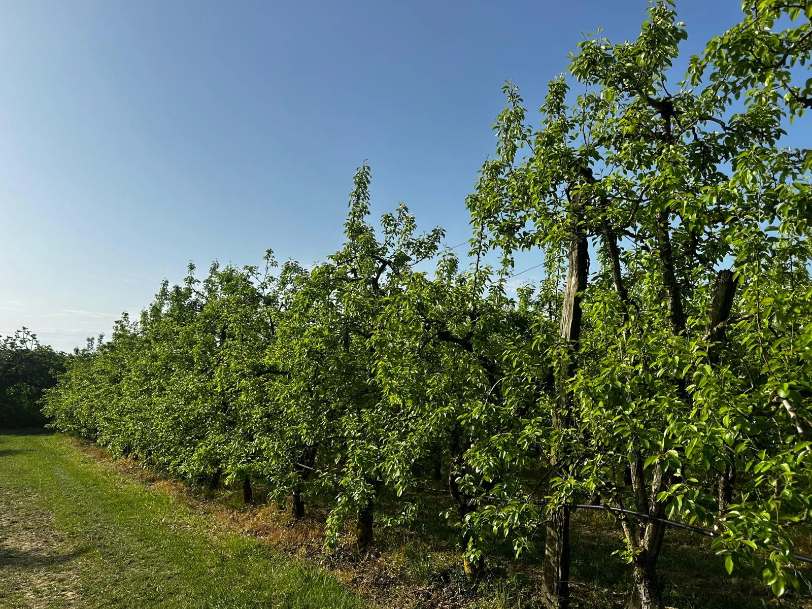 Rangée de pommiers sous le ciel bleu du Lot-et-Garonne